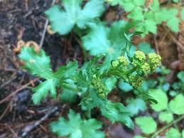 Image result for Sanicula