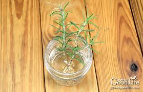 Image result for rosemary cuttings