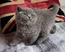 British Shorthair Kittens For Sale | Buy Now | Homepage ...