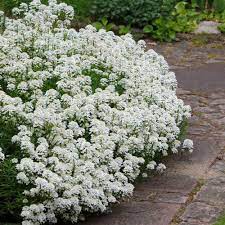 Candytuft is a remarkable edging plant for borders, paths or walkways. Candytuft Seeds Iberis Sempervirens Ground Cover Seed