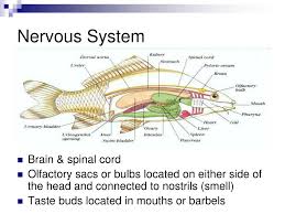 In case something is wrong or missing kindly let us know by leaving a comment below and. Ppt Bony Fish Powerpoint Presentation Free Download Id 6200907