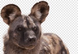 Maybe you would like to learn more about one of these? African Wild Dog Lion What It S Like To Be A Dog And Adventures In Animal Neuroscience National Zoo Aquarium Puppies Animals Pet Png Pngegg
