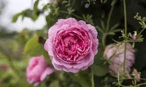 Check spelling or type a new query. Deadheading Peonies How To Carefully Deadhead Peonies Step By Step Guide Express Co Uk