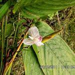 Image result for Marantochloa congensis