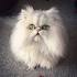 Persian Cat Breed Profile | Petfinder