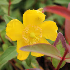 It grows well in usa zones 5 to 9; Hypericum Hidcote Hedge St John S Wort Hedges Direct Uk