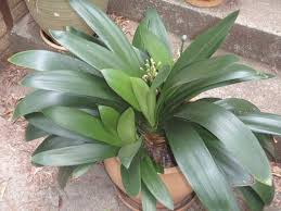 A good potting mix can compensate for this somewhat. Repotting My Largest Clivia