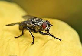 They were absolutely everywhere, and it seemed there was no stopping them. How To Get Rid Of And Prevent Flies Outside Lawn Pest Control