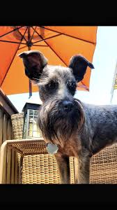 Six miniature schnauzer puppies for sale for five hundred dollars each. Miniature Schnauzer Puppies 400 San Antonio Tx News At Puppies Api Ufc Com