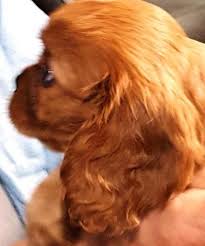 The cavalier king charles spaniel is intelligent, loving, and a popular choice for families. Cavalier King Charles Spaniel Puppie For Sale Texas