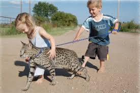 An adorable and affectionate kitten for sale. Savannah Cat Poc