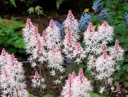 Image result for Hartliella