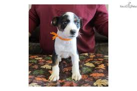 October 4 Feists Mountain Feist Dogs For Sale Pup