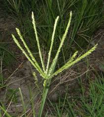 Image result for Eleusine kigeziensis