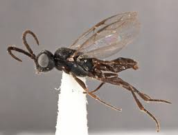 Image result for Gonatopus