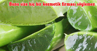 Pin By Murat Denec On Kuru Cilt Aloe Vera Aloe Vera Plant Plant Benefits