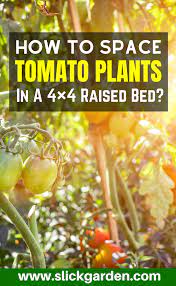 How To Space Tomato Plants In A 4 4 Raised Bed Tomato Plants Growing Vegetables Tips For Growing Tomatoes