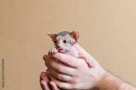 Newborn Kittens Sphynx Little Bald Cats In The Hands Of A Man Cat Family Stock Photo Adobe Stock