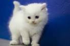 Ragdoll Cat Breed Profile | Petfinder
