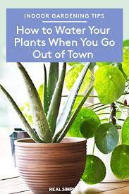 How To Water Your Plants When You Go Away Plants Easy Care Plants Plant Care