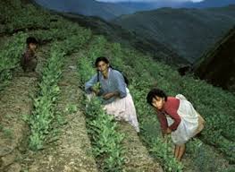 Resultado de imagen para bolivia erradicacion de coca