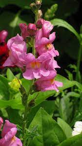 Rocket Orchid Snapdragon Antirrhinum Majus By Dicentra33 Beautiful Flowers Flower Pictures Snapdragons