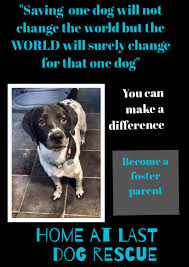 Home At Last Dog Rescue Rescue Dogs Becoming A Foster Parent Dogs