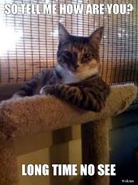 The Most Interesting Cat In The World Cute Animals Cat Memes Cats