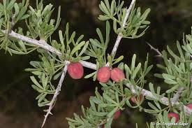 Image result for Searsia rogersii