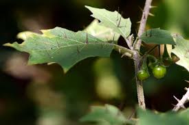 Image result for Solanum anguivi