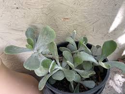 Image result for Cotyledon orbiculata