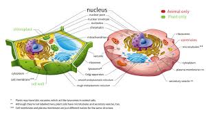 A simple diagram of an unspecialised animal cell, labelled in english. Top 50 Questions Of Plant And Animal Cell