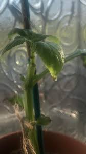 1 salvia has been suggested to be the tangible form of the mythical pipiltzintzintli used by the aztecs, but others suggest that the aztec word relates cannabis sativa. Sage Of The Diviners Druggardening