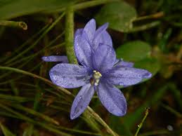 Image result for Monochoria africana