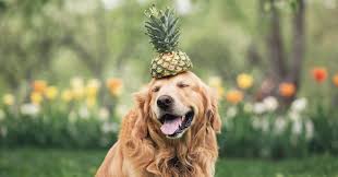 Island heritage hawaiian pet dog cat bandana collar (pineapple aloha, small) : Can Dogs Eat Pineapple Updated August 2020 Pumpkin Pet Care