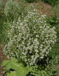 Image result for Haumaniastrum glabrifolium