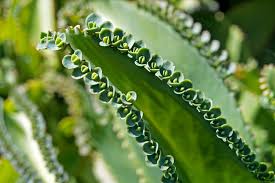 If you live in a dry area where soil loses moisture fast, then you'll want to water once every 2 days. How To Care For Mother Of Thousands Kalanchoe Daigremontiana