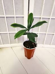 Image result for Picralima nitida