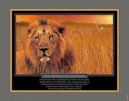 When The Sun Comes Up You Better Be Running Quote Motivation What It Says Every Morning In Africa A Gazelle Wakes Up It Knows It Must Run Fa How To Run Faster Little Miss Sunshine Motivational Posters