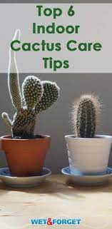 Epingle Sur Growing Things
