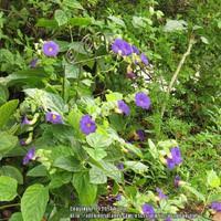 Image result for Thunbergia battiscombei