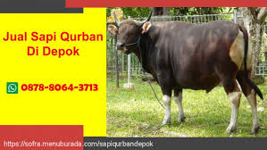  Pedagang Sapi Qurban Di Depok 0878 8064 3713 Pedagangsapiqurbandidepok Profil Pinterest