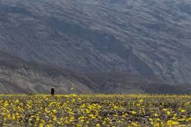 Antelope valley california poppy reserve is very dry as of february 18, 2021, and outlook for poppies is below average. Rare Death Valley Super Bloom Carpets Desert With Color