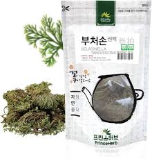 Image result for Selaginella soyauxii