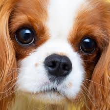 Craigslist Erie Pa Pets Some ads usually have signs of neglect. craigslist erie pa pets