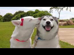 Mar 22, 2019 · these puppies are not often seen on the streets, but everyone who's been around them could witness about their cuteness. Funniest Cutest Husky Puppies 2 Funny Puppy Videos 2020 Youtube
