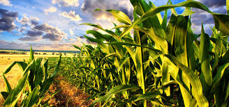 Check spelling or type a new query. Ms International Made Export Supply