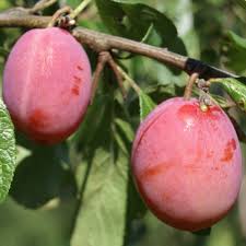 You'll love our great select of plants at the lowest prices. Familienbaum Trio Multi Fruit Tree Pfirsich Blaue Pflaume Rote Pflaume Ebay