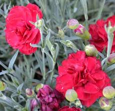 Pin On Plant Propagation