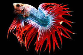 Ikan cupang crowntail atau serit. Crown Tail Ikan Cupang Yang Bisa Atasi Demam Berdarah